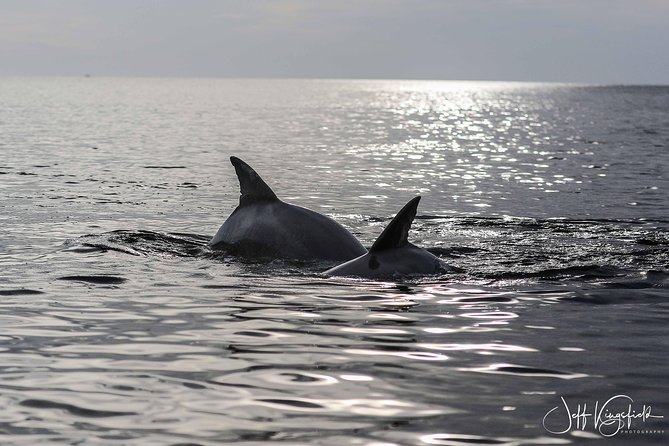 10,000 Islands Excursion Small-Group 3.5 Hour Dolphin & Shelling Boat Tour - Meeting Point and Accessibility