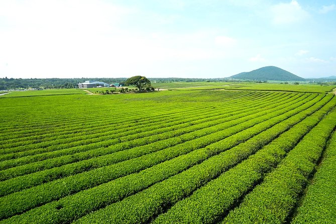 10day Small Group Discover Korea Tour : History, Food and Culture - Gyeongju Cultural Experience