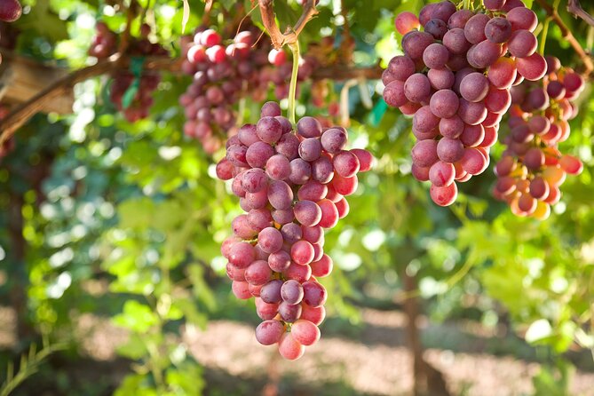 11 Course Lunch With Cooking Mastery and Wine Tasting in Rhodes - Joyful and Interactive Session