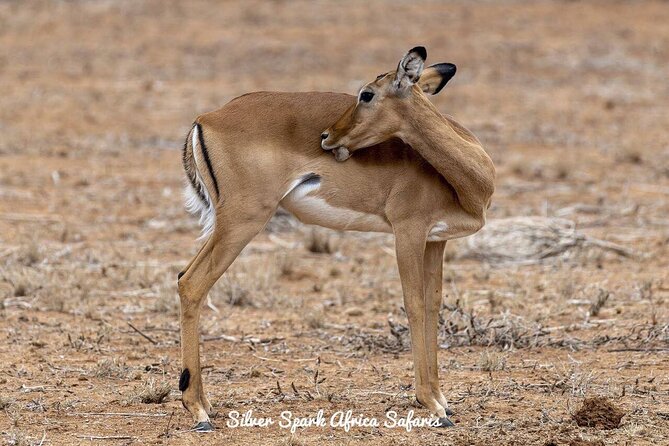 11-Day Serengeti, Maasai Mara, Tarangire, Amboseli Park - Key Points