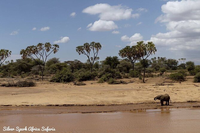 11-Day Serengeti, Maasai Mara, Tarangire, Amboseli Park - Navigating the Landscapes