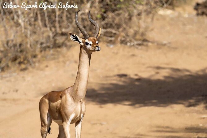 11-Day Serengeti, Maasai Mara, Tarangire, Amboseli Park - Taking in Local Cultures
