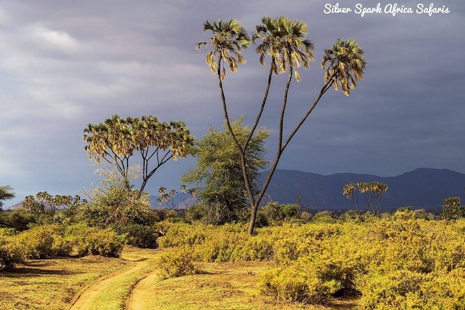 11-Day Serengeti, Maasai Mara, Tarangire, Amboseli Park - Planning Your Itinerary