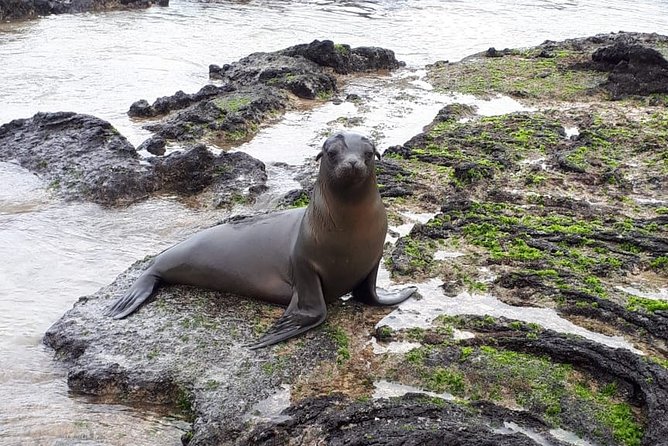 11 Days Galapagos Full Experiences Santa Cruz- Isabela - San Cristobal - Discover Lava Tunnels