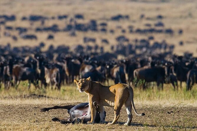 11 Days Guided Group Safari in Kenya And Tanzania - Key Points