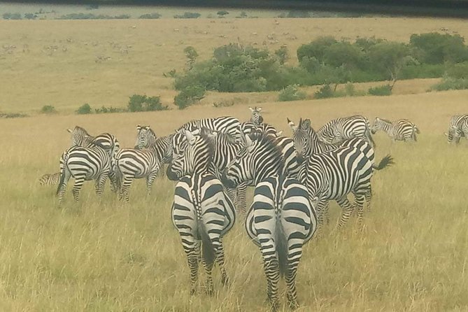 11 Days Guided Group Safari in Kenya And Tanzania - Meeting and Pickup Details