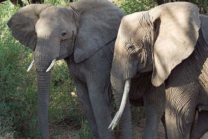 11 Days Guided Group Safari in Kenya And Tanzania - Pricing and Cancellation Policy