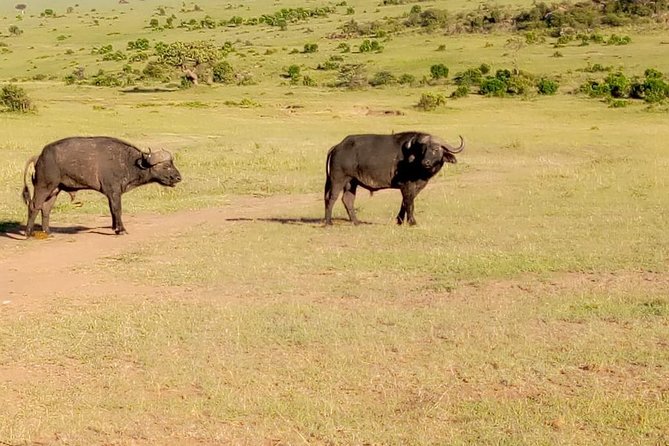 11 Days Guided Group Safari in Kenya And Tanzania - Safari Experiences in Kenya