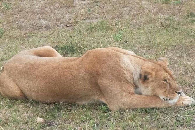 11 Days Guided Group Safari in Kenya And Tanzania - Safari Experiences in Tanzania