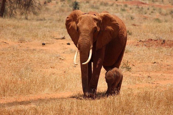 11-Days Kenya Zanzibar Safari - Discover Lake Nakurus Wildlife