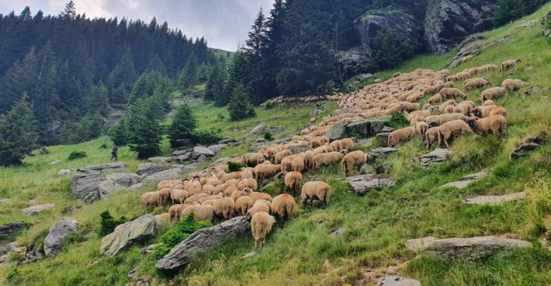 11 Days Private Guided Tour in Romania - Key Points