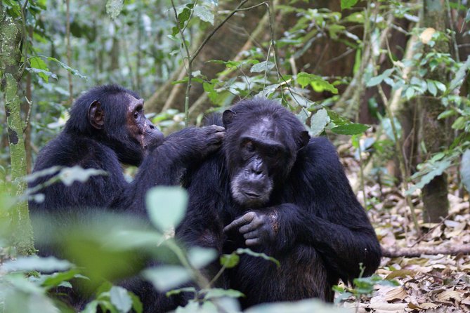 11 Days Uganda +Gorillas - Pickup and Meeting Points