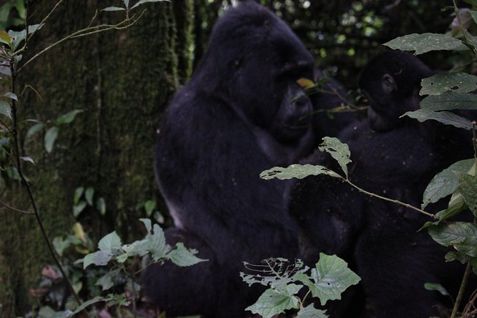 11 Days Uganda +Gorillas - Destination Highlights