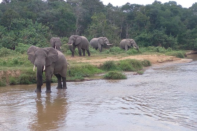 11 Days Uganda +Gorillas - Custom Safari Experience
