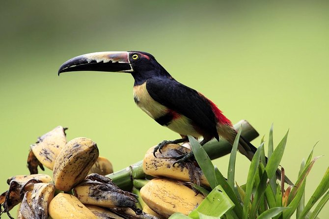 11 Days Ultimate Escape Costa Rica, Self Drive From Liberia - Pickup and Arrival Information