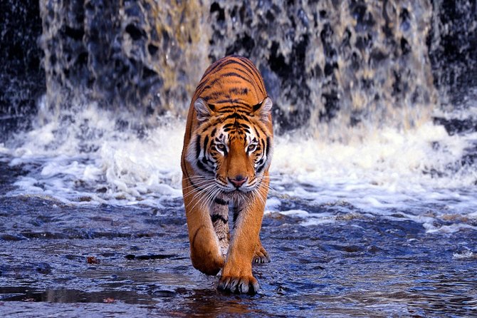 12 Day Classic Rajasthan Tour-Taj Mahal, Tigers, Lakes & Wildlife - Ranthambore National Park