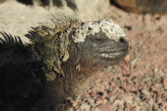 12-Day Galapagos Superior Adventure (Tourist Superior Class) - Capturing Memories