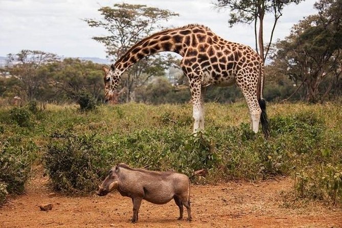 12-DAY Kenya and Tanzania Budget Private Safari From Nairobi - Accommodation Options