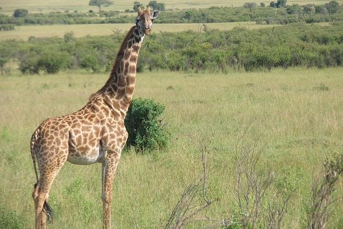 12-DAY Kenya and Tanzania Budget Private Safari From Nairobi - Booking and Confirmation