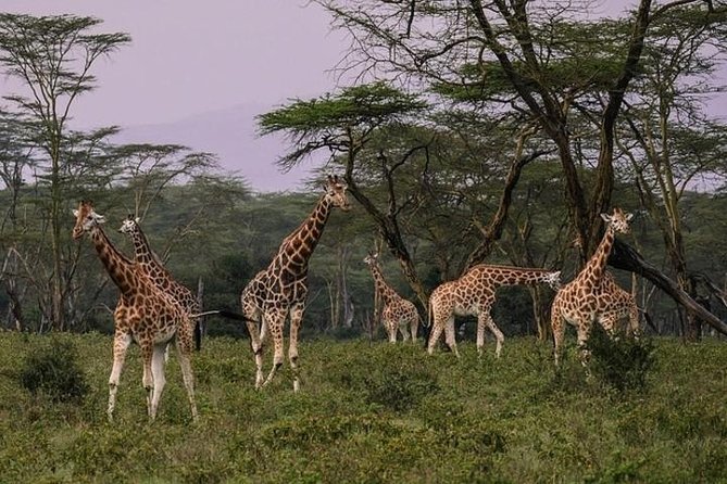 12-DAY Kenya and Tanzania Safari Private Lodge Safari From Nairobi - Accommodation and Meals