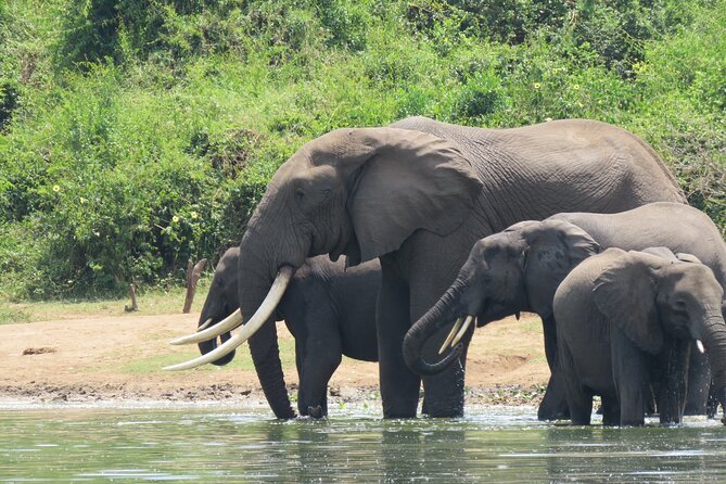 12-Day Moderately Priced Pearl of Africa - Uganda Private Safari - Pickup and Schedule