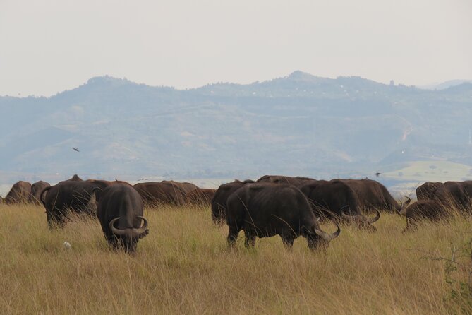 12-Day Moderately Priced Pearl of Africa - Uganda Private Safari - Traveler Requirements and Additional Information