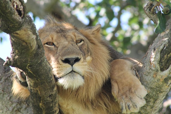 12-Day Pearl of Africa Wildlife and Adventure Highlights - Key Points