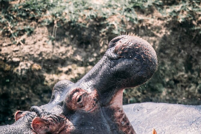 12-Day Pearl of Africa Wildlife and Adventure Highlights - Accessibility and Participation