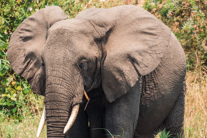 12-Day Pearl of Africa Wildlife and Adventure Highlights - Itinerary