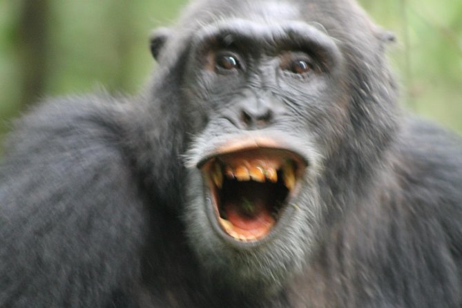 12-Day Pearl of Africa Wildlife and Adventure Highlights - Adventure Activities