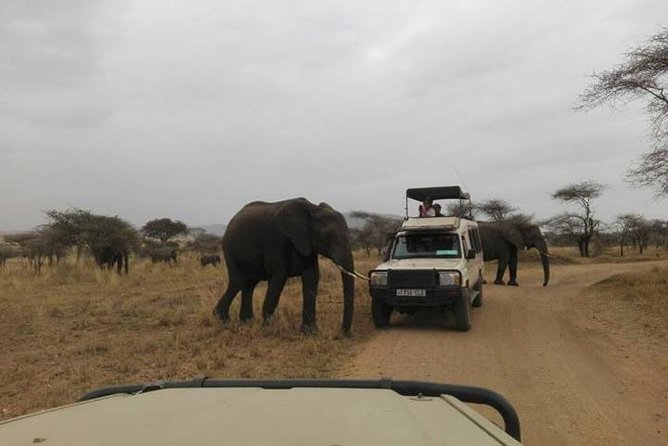 12 Days Amazing Tanzania Wildlife and Cultural Experience - Wildlife Encounters