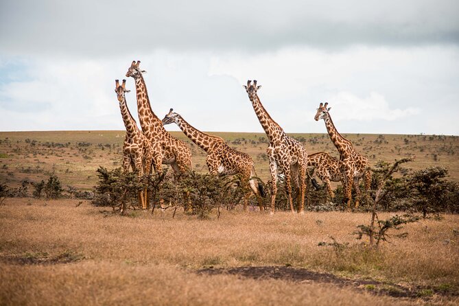 12 Days Best Of Kenya and Tanzania Safari - Luxury - Boat Ride on Lake Naivasha