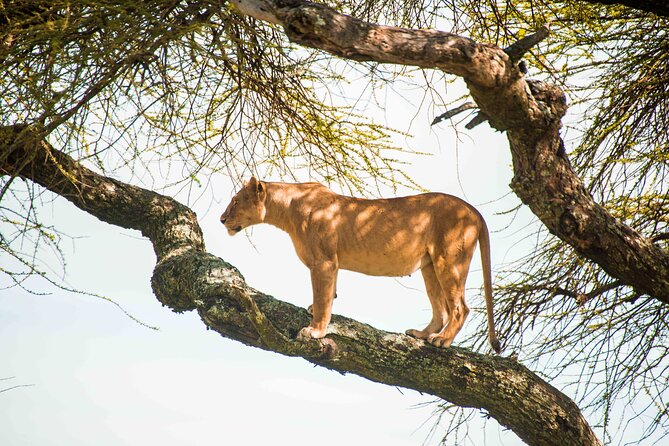12 Days Best Of Kenya and Tanzania Safari - Luxury - Wildlife Tracking in Serengeti