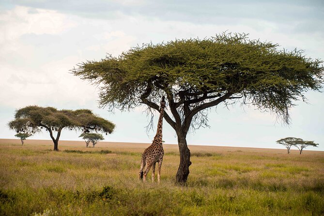 12 Days Best Of Kenya and Tanzania Safari - Luxury - Inclusions and Exclusions