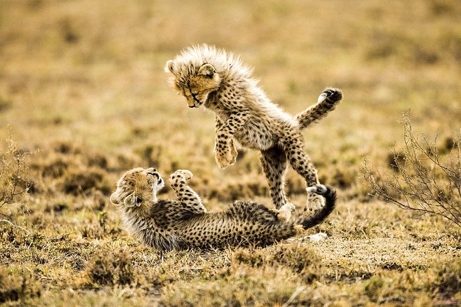 12 Days Best Of Kenya and Tanzania Safari - Luxury - Meeting and Pickup Details