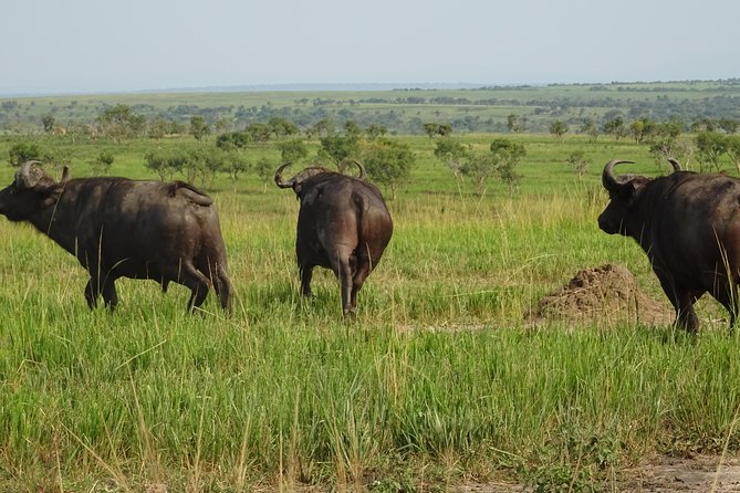 12 Days Memorable Experience Tour in Uganda - Cultural Immersion Experiences