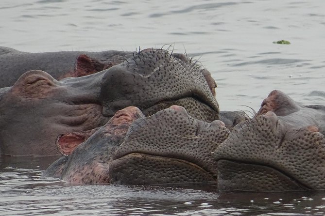 12 Days Memorable Experience Tour in Uganda - Culinary Delights Savored