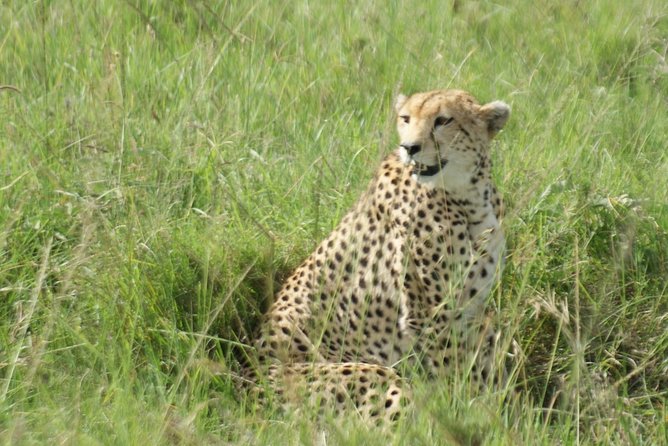 12 Days Samburu Ol-Pejeta Lake Nakuru Masai Mara Lake Naivasha Amboseli Safari - Meals and Refreshments