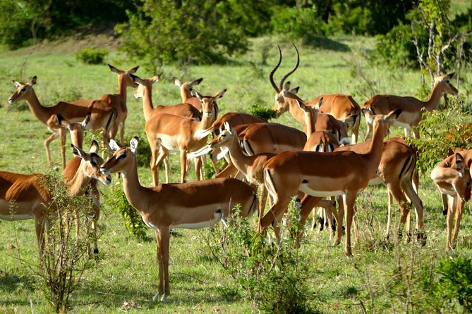 12 Days Samburu Ol-Pejeta Lake Nakuru Masai Mara Lake Naivasha Amboseli Safari - Booking Information