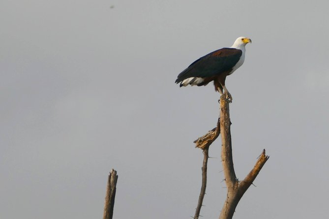 12 Days Samburu Ol-Pejeta Lake Nakuru Masai Mara Lake Naivasha Amboseli Safari - Accessibility Considerations