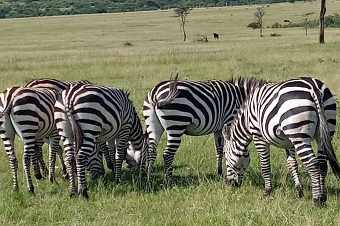 12 Days Wildebeest Migration Masai Mara Nakuru Uganda Gorilla Trekking Safari - Pricing and Booking