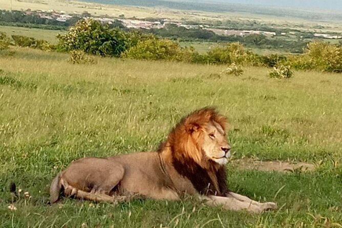 12 Days Wildebeest Migration Masai Mara Nakuru Uganda Gorilla Trekking Safari - Cancellation Policy