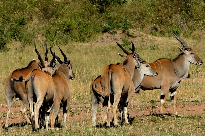 12 Days Wildebeest Migration Masai Mara Nakuru Uganda Gorilla Trekking Safari - Health and Safety Information