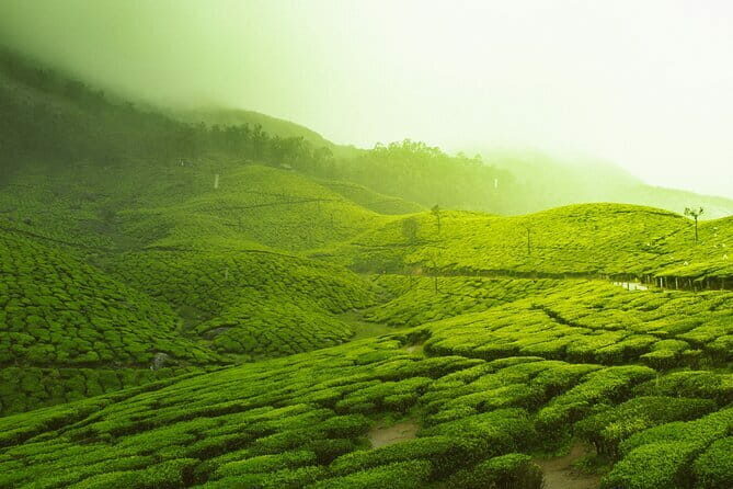 12 Hours Private Munnar Tour from Kochi - A Deep Dive Into the Munnar Day Trip