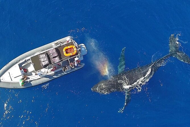 12 Passenger Kaanapali Beach Whale Watch Tour. Onboard Whale Mic - Highlights From Positive Customer Reviews
