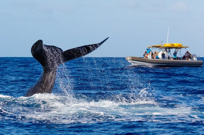 12 Passenger Kaanapali Beach Whale Watch Tour. Onboard Whale Mic - Making the Most of Your Whale Watching Experience