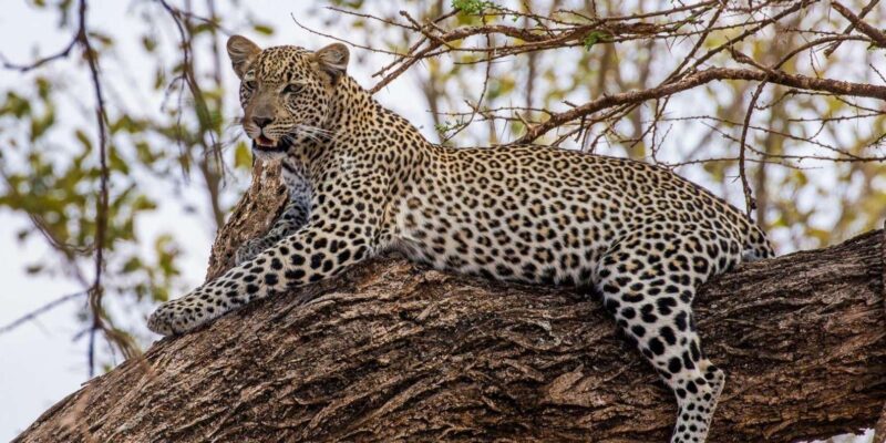 13 Day Private Tour & Safari- Cape Town to Johannesburg - Accessibility and Group Information