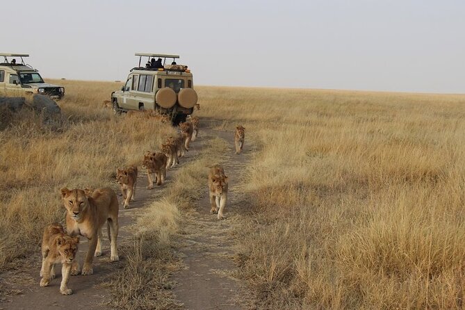 13-Day Private Wildlife Safari Tour of Kenya and Tanzania - Accessibility and Participation