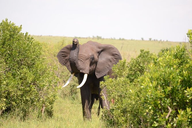 13-Day Private Wildlife Safari Tour of Kenya and Tanzania - Meeting Point