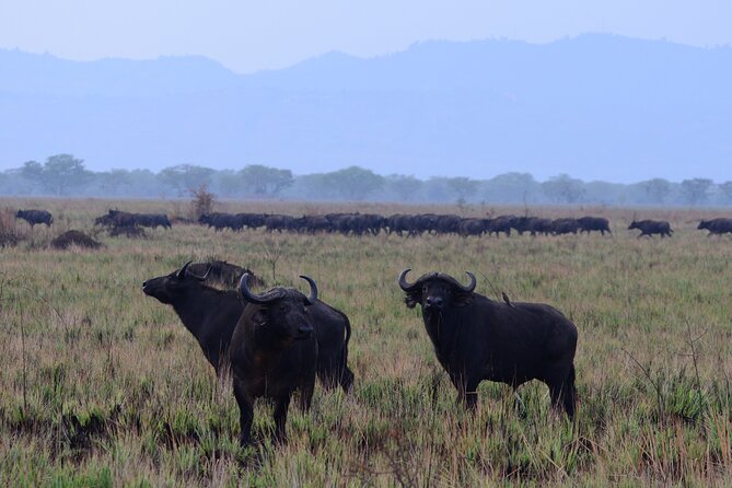 13 Day Uganda Safari With Gorillas, Chimps & Tree Climbing Lions - Diverse Wildlife Sightings